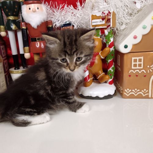 Chatons sibériens #1