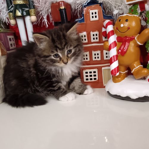 Chatons sibériens #0