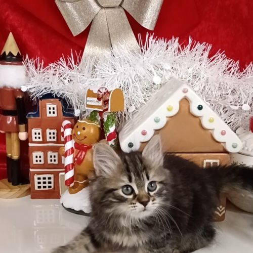 Chatons sibériens #6