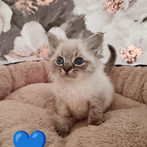 Chatons sibériens #0