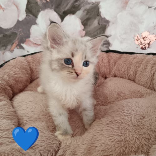 Chatons sibériens #2