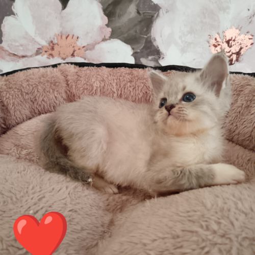 Chatons sibériens #4