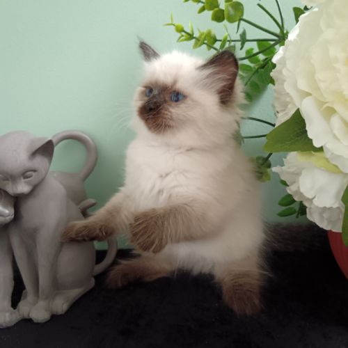 Chatons sibériens #3