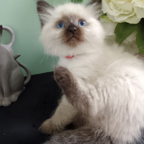 Chatons sibériens #4