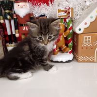 Chatons sibériens #1