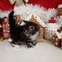 Chatons sibériens #2