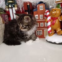 Chatons sibériens #3