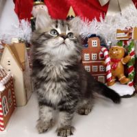 Chatons sibériens #5