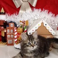 Chatons sibériens #6