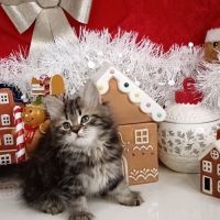 Chatons sibériens #7