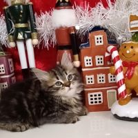 Chatons sibériens #8