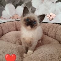 Chatons sibériens #3