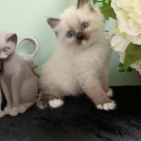 Chatons sibériens #2