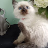 Chatons sibériens #4