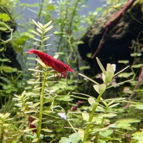 Crevettes neocaridina davidi fire red (lot de 15) #2