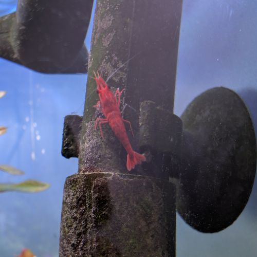 Crevettes neocaridina davidi fire red (lot de 15) #3