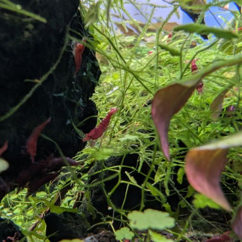 Crevettes neocaridina davidi fire red (lot de 15) #4