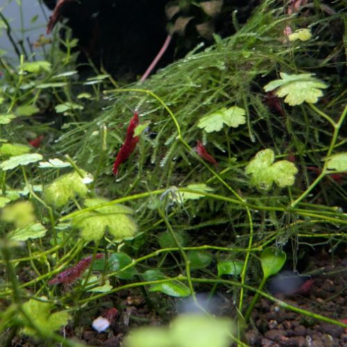 Crevettes neocaridina davidi fire red (lot de 15) #5