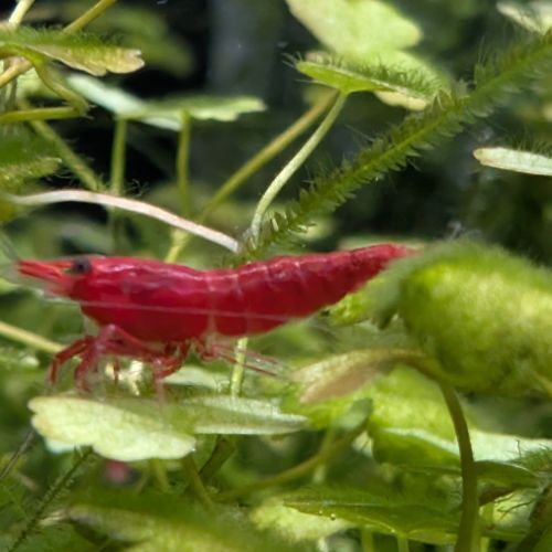 Crevettes neocaridina davidi fire red (lot de 15) #6