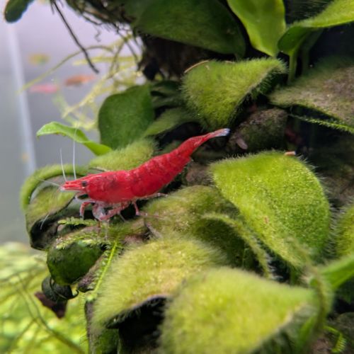 Crevettes neocaridina davidi fire red (lot de 15) #7