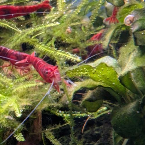 Crevettes neocaridina davidi fire red (lot de 15)