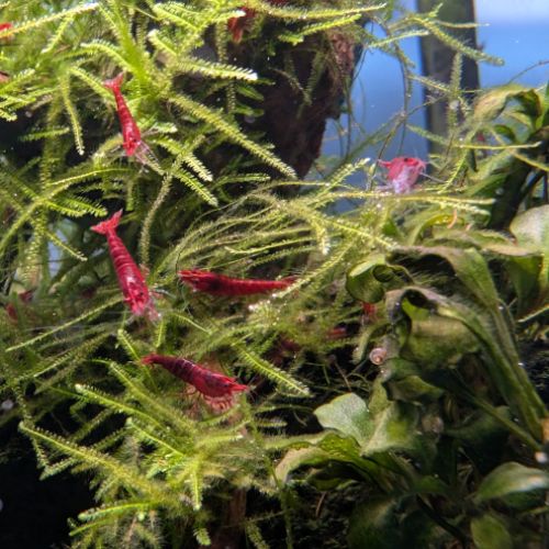Crevettes neocaridina davidi fire red (lot de 15) #9