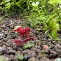Crevettes neocaridina davidi fire red (lot de 15) #1