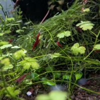 Crevettes neocaridina davidi fire red (lot de 15) #5