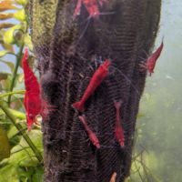 Crevettes neocaridina davidi fire red (lot de 15) #10