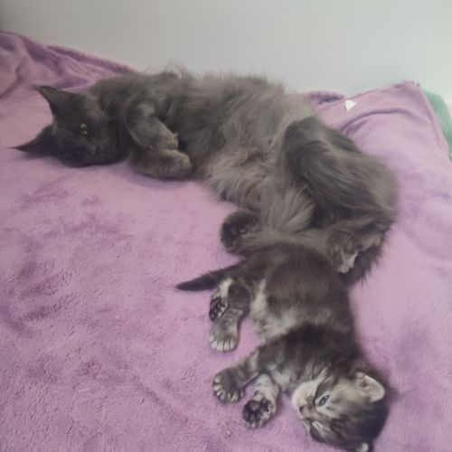 Magnifique chaton mâle pp