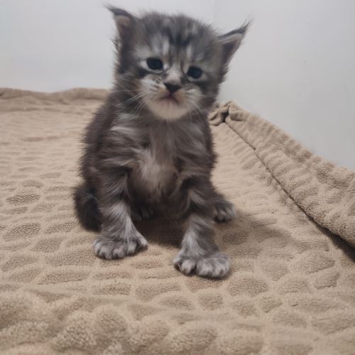 Magnifique chaton mâle pp #2