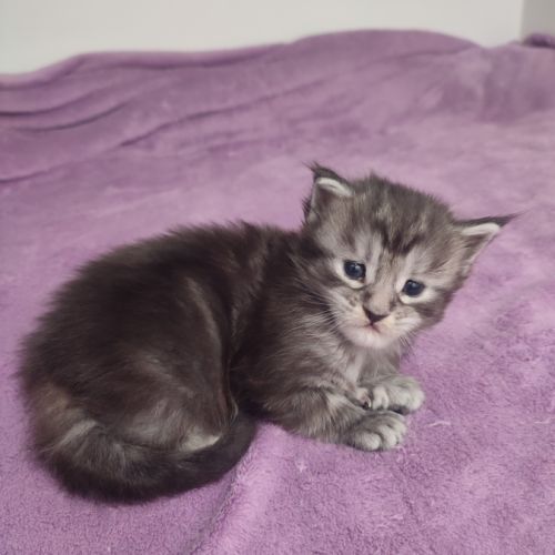 Magnifique chaton mâle pp #4