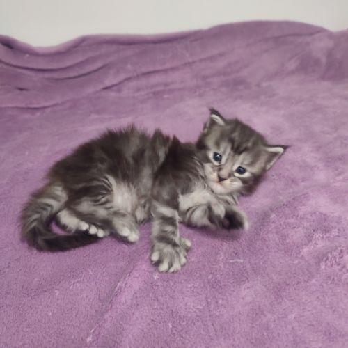 Magnifique chaton mâle pp #5