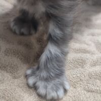 Magnifique chaton mâle pp #3