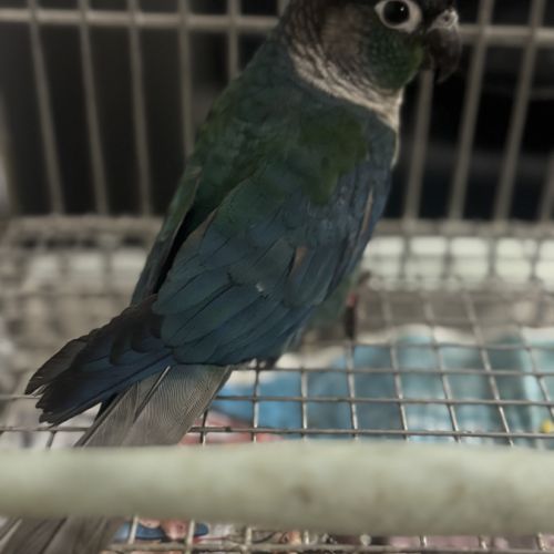 Mâle turquoise sf violet de 2024 #1