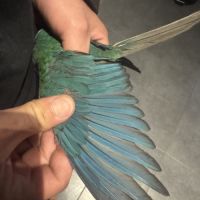 Mâle turquoise sf violet de 2024 #0