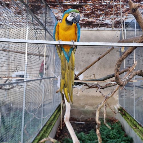 Ara ararauna femelle eam #1