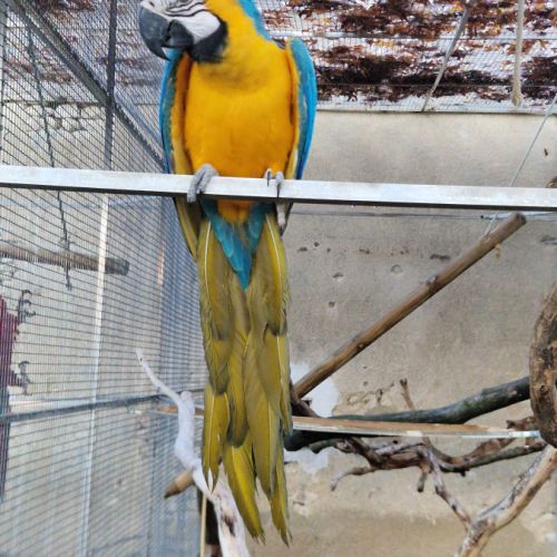 Ara ararauna femelle eam #2