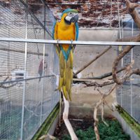 Ara ararauna femelle eam #1