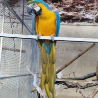 Ara ararauna femelle eam #0