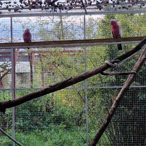 Couple de cacatoès rosalbin 2025 #1