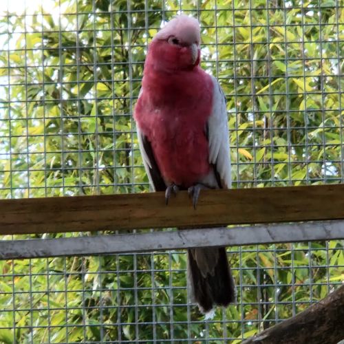 Couple de cacatoès rosalbin 2025