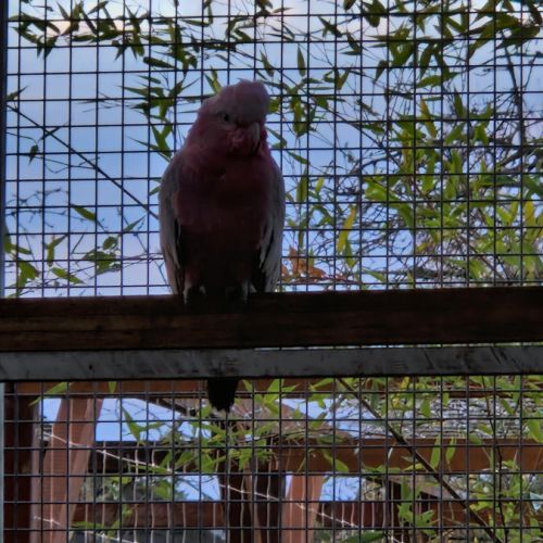 Couple de cacatoès rosalbin 2025 #3