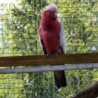 Couple de cacatoès rosalbin 2025 #0