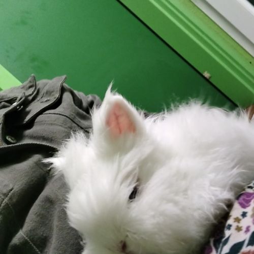 Lapin nain angora pure race. #1