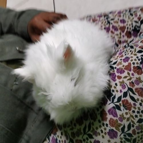 Lapin nain angora pure race. #2