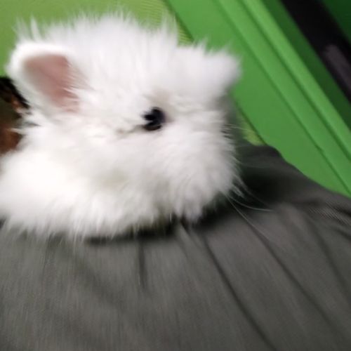 Lapin nain angora pure race. #3