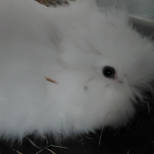 Lapin nain angora pure race.