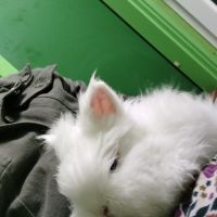 Lapin nain angora pure race. #1