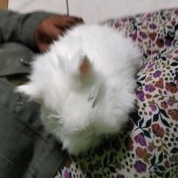 Lapin nain angora pure race. #2
